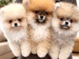 Pomeranian Boo Yavrular