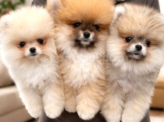 Pomeranian Boo Yavrular görsel