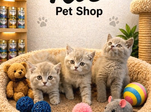 Çok Güzel Sağlıklı British Shorthair Yavrularımoz