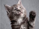 Saf Kan MaineCoon