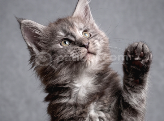 Saf Kan Mainecoon