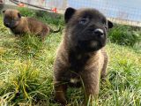 Efsane Belçika Malinois
