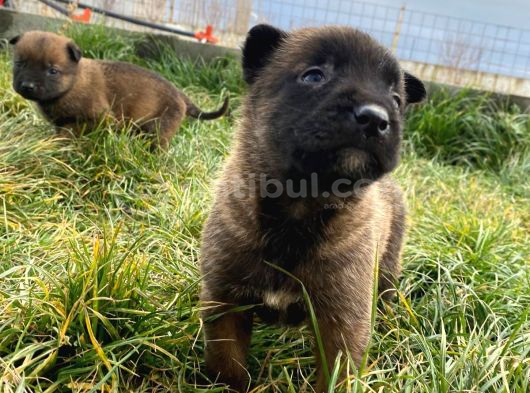 Efsane Belçika Malinois görsel