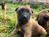 Efsane Belçika Malinois