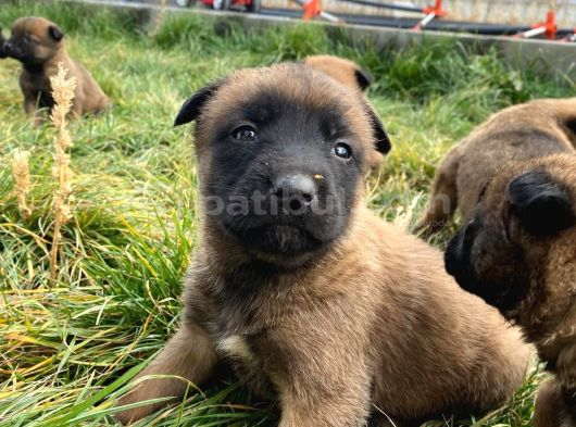 Efsane Belçika Malinois görsel
