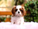 Cavalier king charles yavru