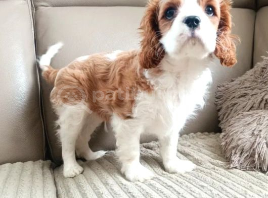 Cavalier King Charles Yavru görsel