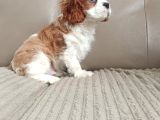 Cavalier King Charles Yavru