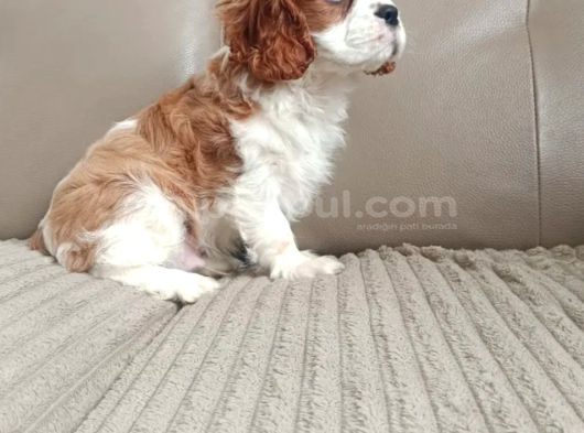 Cavalier King Charles Yavru görsel