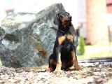 King boy ırkının en özel Doberman yavruları