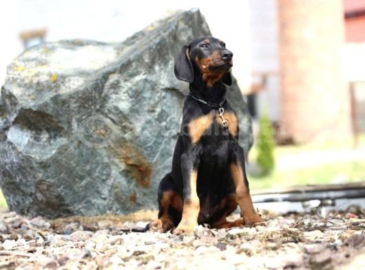 King Boy Irkının En Özel Doberman Yavruları