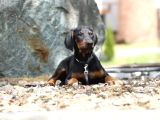 King Boy Irkının En Özel Doberman Yavruları