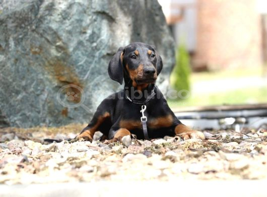 King Boy Irkının En Özel Doberman Yavruları görsel