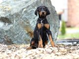 King Boy Irkının En Özel Doberman Yavruları