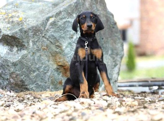 King Boy Irkının En Özel Doberman Yavruları görsel