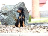King Boy Irkının En Özel Doberman Yavruları