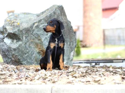 King Boy Irkının En Özel Doberman Yavruları görsel