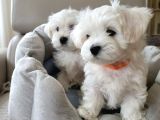 Matese Terrier Irkının En Özel Yavruları
