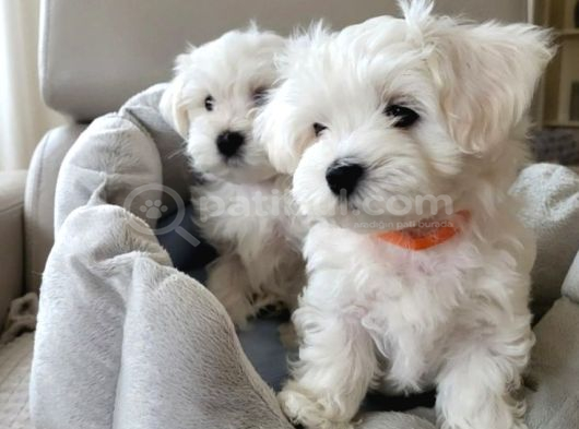 Matese Terrier Irkının En Özel Yavruları görsel