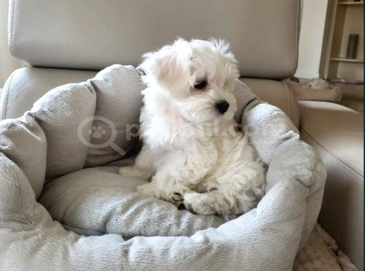 Matese Terrier Irkının En Özel Yavruları görsel