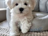 Matese Terrier Irkının En Özel Yavruları