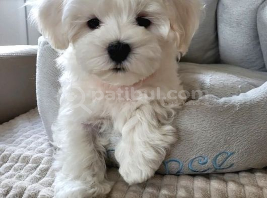 Matese Terrier Irkının En Özel Yavruları görsel