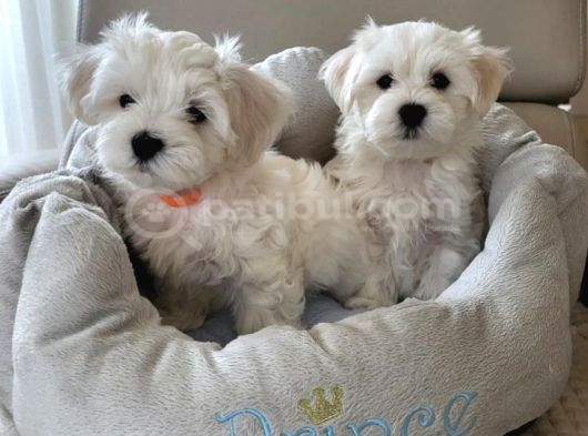 Matese Terrier Irkının En Özel Yavruları