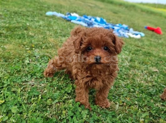 Toy Poodle Irkının En Güzeli Mükemmel Yavrular