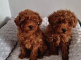 Toy Poodle Irkının En Güzeli Mükemmel Yavrular