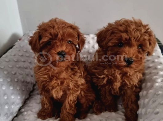 Toy Poodle Irkının En Güzeli Mükemmel Yavrular görsel