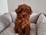 Toy Poodle Irkının En Güzeli Mükemmel Yavrular
