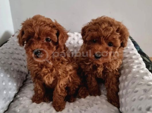 Toy Poodle Irkının En Güzeli Mükemmel Yavrular görsel