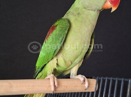 Evci̇l  Alexander Papağan  Jumbo Boy görsel