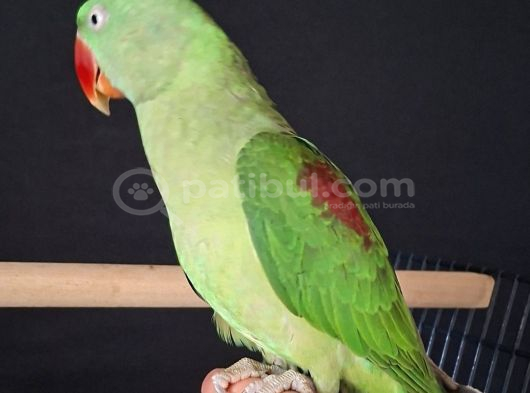 Evci̇l  Alexander Papağan  Jumbo Boy görsel