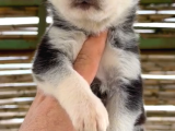 A Kalite Safkan Husky Bebekler