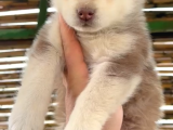 A Kalite Safkan Husky Bebekler