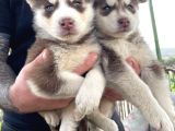 A Kalite Safkan Husky Bebekler
