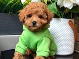 Toy Poodle Sevi̇mli̇ Yavrular Ev Üreti̇mi̇