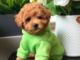 TOY POODLE SEVİMLİ YAVRULAR EV ÜRETİMİ