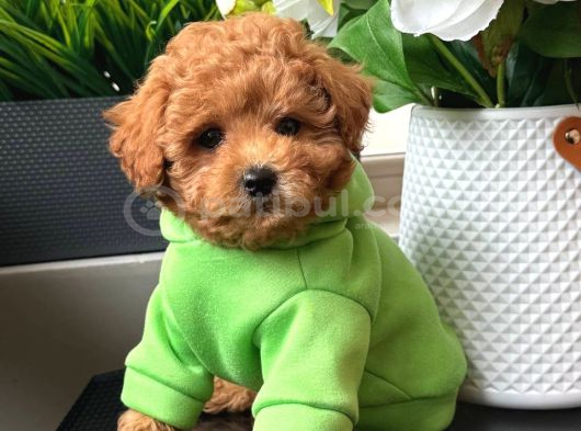 Toy Poodle Sevi̇mli̇ Yavrular Ev Üreti̇mi̇