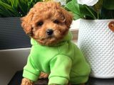 Toy Poodle Sevi̇mli̇ Yavrular Ev Üreti̇mi̇