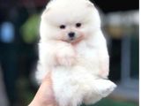 POMERRİAN BOO SEVİMLİ YAVRULAR