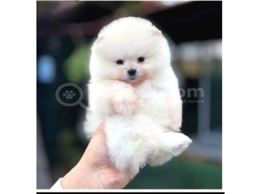 POMERRİAN BOO SEVİMLİ YAVRULAR