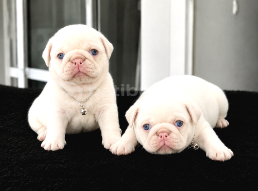Pink Özel İrk Exotic Pug Yavruları görsel