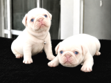 Pink Özel İrk Exotic Pug Yavruları
