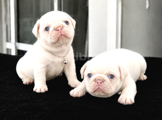 Pink Özel İrk Exotic Pug Yavruları görsel