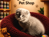 Mükemmel A Kalite British Shorthair Yavrularımız