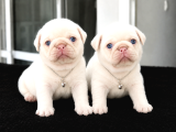 Pink Özel İrk Exotic Pug Yavruları