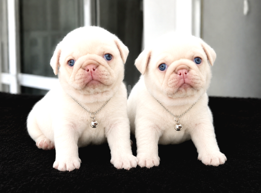 Pink Özel İrk Exotic Pug Yavruları