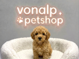 MALL OF İSTANBUL VONALPTEN MALTİPOO YAVRULAR